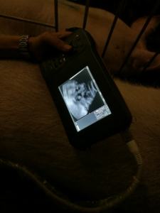 Pemindai Ultrasound Peternakan Hewan Dokter Hewan, Pemindai Gema Portabel L60 untuk Pemindai Kuda Domba Babi Sapi - Product Image 4