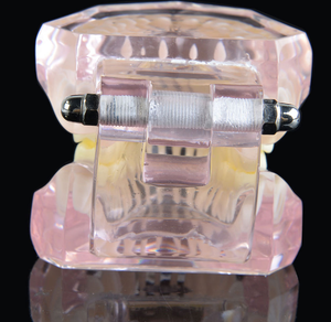 Khoa Học Y Tế Tài Nguyên Giảng Dạy Thiết Bị Giáo Dục Mô Hình Nha Khoa Tiêu Chuẩn Thông Thường, Mô Hình Giải Phẫu Răng Người Tiên Tiến - Product Image 6