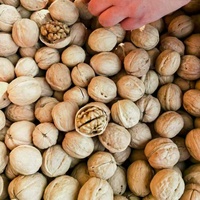 Groothandel Gezonde Heerlijke 100% Beste Kwaliteit Export Walnoten Beste Prijs Rauwe Gedroogde Vruchten Gewassen Walnoten