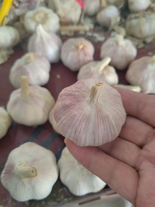 Ajo Chino <span class=keywords><strong>de</strong></span> Nueva Cosecha, Ajo Fresco Orgánico <span class=keywords><strong>de</strong></span> la Mejor Calidad, Cabeza <span class=keywords><strong>de</strong></span> Ajo Púrpura, Blanco Puro, Rojo, Exportación 10kg 20kg, Mayorista - Product Image 5