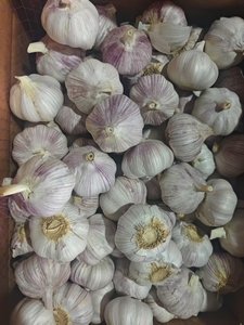 Ingrédient alimentaire de renommée mondiale sans pesticide et de qualité d'exportation pour l'<span class=keywords><strong>ail</strong></span> frais de nouvelle culture de qualité supérieure - Product Image 3