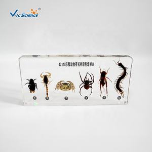 Spécimen en résine, matériel en résine artropode intégré pour étudiant - Product Image 5