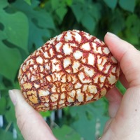 Pierres brutes d'agate naturelle uniques, forme d'ananas, non polies et brutes, avec des couleurs variées, magnifiques spécimens minéraux et cristaux
