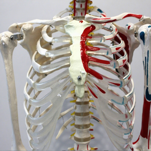 Modelo de Esqueleto Humano de 170 cm con Marcas de Origen e Inserción Muscular, Modelo de Anatomía Ósea de Cuerpo Completo para Enseñanza Médica - Product Image 1