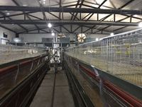 Cage 5 cases pour élevage de poules, équipement de ferme à volaille, diamant, distributeur automatique avec batterie