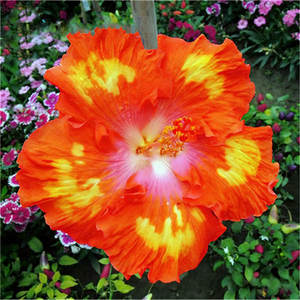 Beautiful Japanese Hibiscus Double Petal Large Coral Flowers For Courtyard Balcony Garden <b>Ornamental</b> Plant - Product Image 1