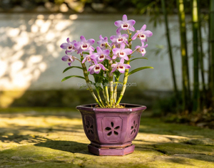 <span class=keywords><strong>Pots</strong></span> d'orchidées hexagonaux ventilés, <span class=keywords><strong>pots</strong></span> de cymbidium, <span class=keywords><strong>pots</strong></span> de dendrobium pour la décoration intérieure ou extérieure - Product Image 4