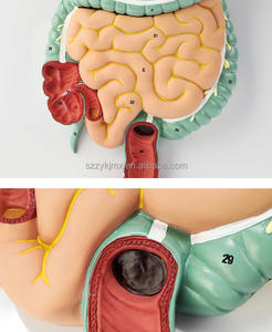Modelo <span class=keywords><strong>de</strong></span> sistema digestivo humano, sección coronal anatómica del estómago, nariz y garganta, ciencia médica - Product Image 6