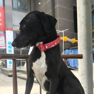 Persediaan hewan peliharaan pita mode dapat disesuaikan kerah anjing grosir - Product Image 2