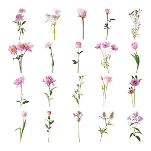 40 autocollants de fleurs transparents <span class=keywords><strong>en</strong></span> PET pour enfants, autocollants de décoration de série de plantes pour le bricolage, autocollants décoratifs floraux vintage - Product Image 6