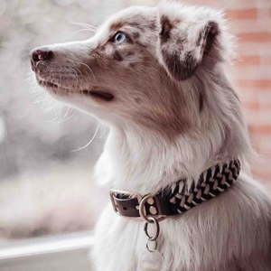 Cinturón ligero grueso, correas de nailon, <span class=keywords><strong>Collar</strong></span> de <span class=keywords><strong>perro</strong></span>, <span class=keywords><strong>collar</strong></span> electrónico de caza para perros grandes, diseñador de <span class=keywords><strong>garrapatas</strong></span> de entrenamiento con correas para gatos, abalorios - Product Image 1