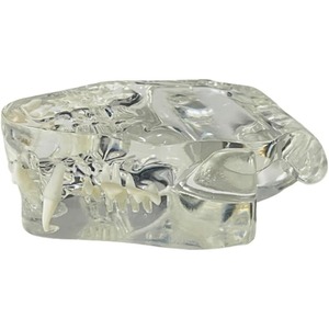 Modèle anatomique transparent de dents d'animaux, mâchoire dentaire pour outil éducatif vétérinaire (Chat) Transparent - Product Image 6