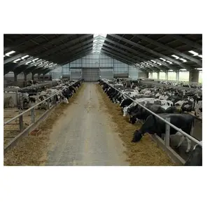 Prefab Modern Industrial Big Steel Structure Building Dairy Cow Farm Shed