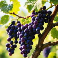 Exportkwaliteit diepvriesfruit zonder toevoegingen OEM Private Label stabiele volle containerlevering/premium IQF diepvries zwarte bessen