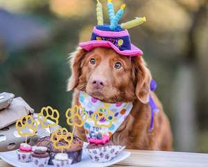 Adornos para Cupcakes con Forma de Pata de Perro Dorada, Decoraciones Brillantes para Cupcakes con Temática de Cachorros, Primer Cumpleaños, Baby Shower - Product Image 2