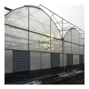 Heavy Duty Garden Assembly Low Tunnel Strawberry All Weather Multi Span Tomato 40X100 Greenhouse For Sale