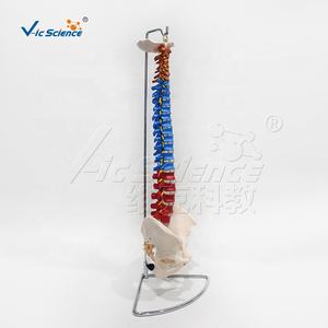 Modelo Didáctico de Columna Vertebral con Pelvis, Modelo de Tamaño Real del <span class=keywords><strong>Esqueleto</strong></span> Humano - Product Image 3
