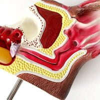 Modelo de Disección de Oído Canino para Enseñanza Médica, Recursos Didácticos de la Estructura Interna de los Órganos Caninos