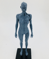 Structure musculo-squelettique humaine en résine de 30 cm pour exposition artistique, avec modèles masculin et féminin, jaune-gris, CE/ISO
