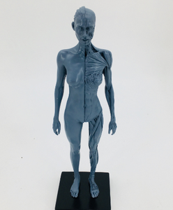 Modèles musculo-squelettiques humains de 30 cm pour exposition d'art, en résine, modèles de structure humaine avec genres masculin et féminin, jaune gris - Product Image 5