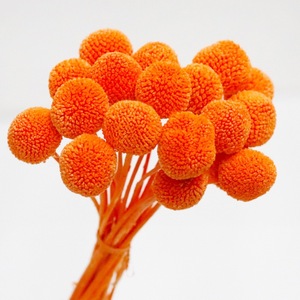 Arrangements de bouquets de plantes <span class=keywords><strong>séchées</strong></span> naturelles Craspedia Globosa, <span class=keywords><strong>fleurs</strong></span> <span class=keywords><strong>séchées</strong></span> jaunes Billy Buttons, bouquets décoratifs - Product Image 1
