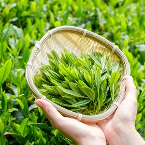 Tinh khiết hữu cơ màu xanh lá cây chiết xuất trà bột 98% L-theanine trà xanh polyphenol ngay lập tức chiết xuất trà xanh