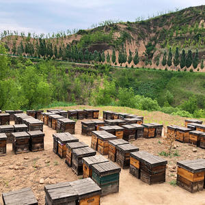 Miel al por mayor de marca privada con panal, miel de <span class=keywords><strong>jalea</strong></span> <span class=keywords><strong>real</strong></span> pura <span class=keywords><strong>premium</strong></span> a granel, miel dulce natural de Delee Foods Group - Product Image 6