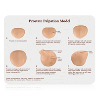 Simulateur de prostate masculin, modèle de mannequin de bureau en matériau PET avec sensation de toucher réel pour usage médical