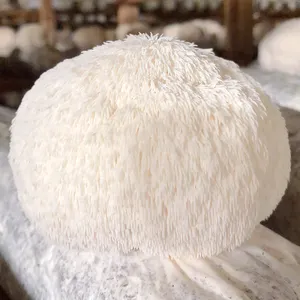 2022 Air Dried Lion's Mane Bearded Tooth Mushroom . Size 5 To 10cm