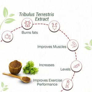 天然有機トリブルステレストリス果実エキスPE 45% サポニンバルクトリブルステレストリスエキス粉末 - Product Image 6