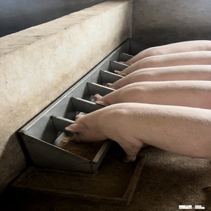 New Stainless Steel Finishing Pig <strong>Trough</strong> Fattening Pig Feeder 2/3/4/5/6/7/8/10 Holes Single-Sided Feeding <strong>Trough</strong> Ready to Ship - Product Image 6