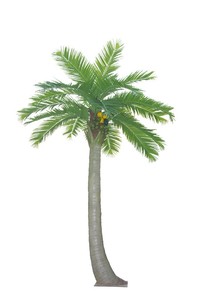 Tùy Chỉnh Lớn Nhân Tạo Cây Dừa Nhà Máy Ngoài Trời Nhựa Nhân Tạo Cây Cọ Cho Trang Trí Sân Vườn - Product Image 6