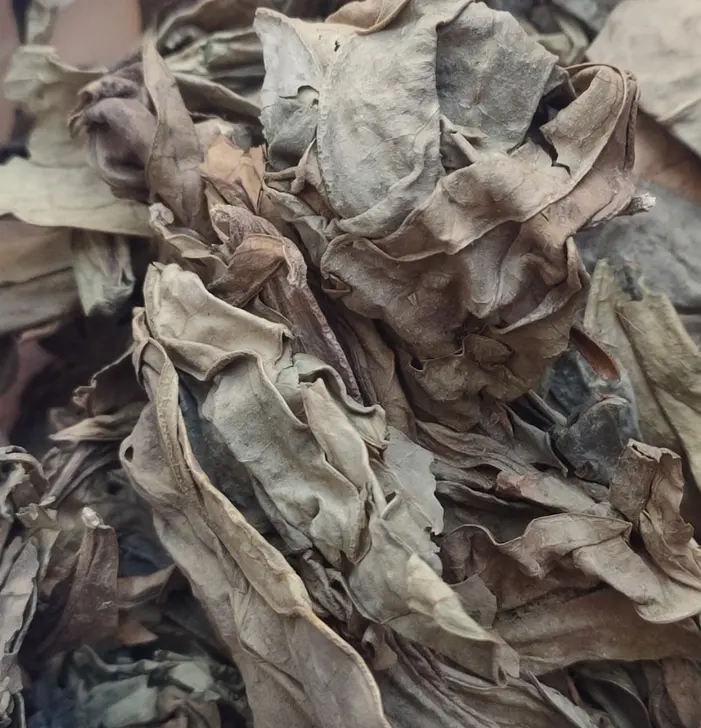 Traditionelles chinesisches Tee blatt roh getrocknetes neues Sauropi Folium