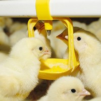 Nouvelle marque XQD, équipement d'abreuvement automatique pour l'élevage de volailles, galvanisé à chaud, garantie 1 an, pour l'élevage de poulets reproducteurs