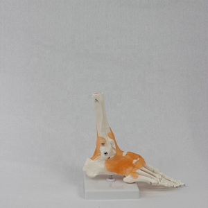 Modelo <span class=keywords><strong>de</strong></span> Anatomía <span class=keywords><strong>de</strong></span> pie y tobillo <span class=keywords><strong>de</strong></span> tamaño real con <span class=keywords><strong>ligamentos</strong></span> para entrenamiento <span class=keywords><strong>de</strong></span> enfermeras y enseñanza <span class=keywords><strong>de</strong></span> demostración - Product Image 2