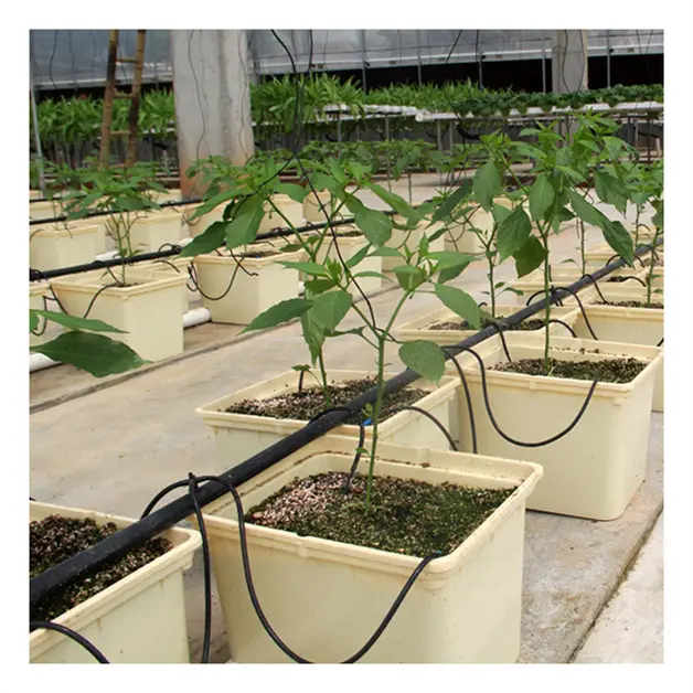 Ticari sera içinde Cocopeat büyüyen Pot domates bitkiler hidroponik tarım