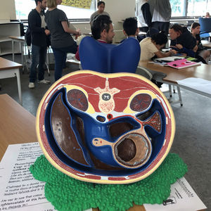 पेट मानव शरीर रचना भागों के माध्यम से योजनाबद्ध क्रॉस अनुभाग चिकित्सा मानव शिक्षण मॉडल - Product Image 4