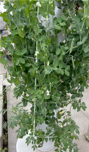 Sistema de Torre Hidropónica Vertical Comercial |   Jardinera para Cultivo sin Suelo para Agricultura Urbana en Invernaderos - Product Image 3