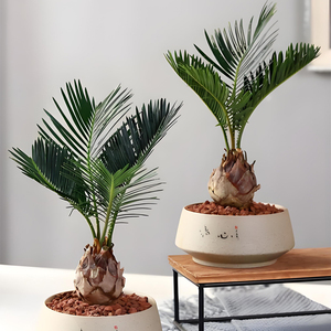Palmeras Cycas Naturales Vivas de Venta Directa de Fábrica, Palmeras Sago Bonsái al por Mayor para Hogar, Oficina, Hotel, Plantas Ornamentales - Product Image 6