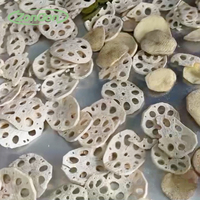 Lyophilisateur sous vide de qualité alimentaire en acier inoxydable de qualité supérieure pour la poudre d'herbes de légumes de champignons