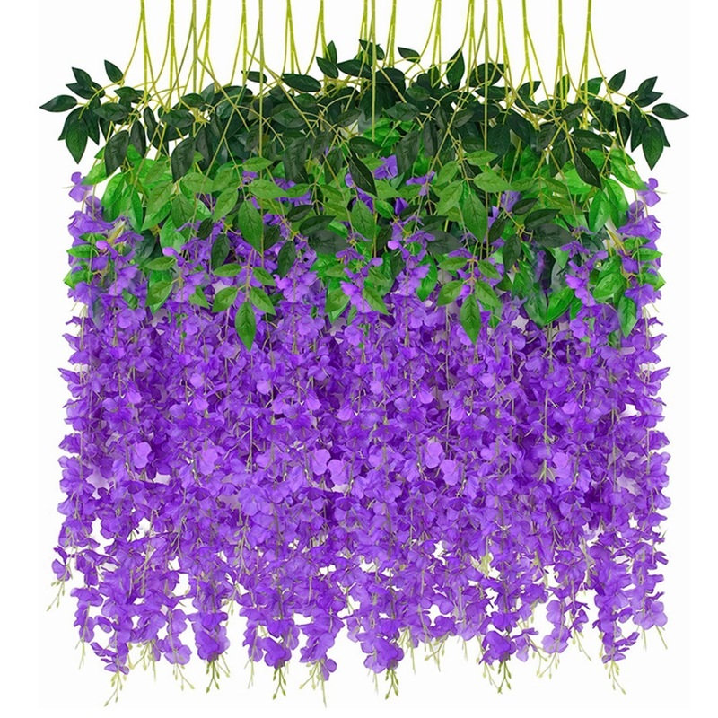 Viola