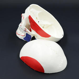 Modèle de crâne musculaire détachable 1:1 pour l'enseignement de l'anatomie orale, fourni par le fabricant avec instructions en ruban adhésif - Product Image 5