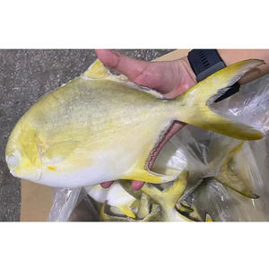 Pescado Pompano Congelado IQF, <span class=keywords><strong>Trachinotus</strong></span> <span class=keywords><strong>Ovatus</strong></span> Entero y Redondo, Envasado al Vacío, Venta al por Mayor - Product Image 2