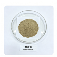Acetobacter 10 milliards UFC/g – Poudre de culture de bactéries acétiques pour la fermentation alimentaire, dédiée à la fabrication du vinaigre comestible
