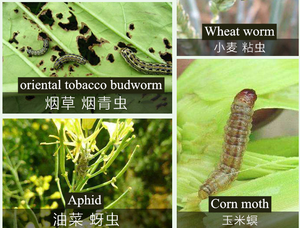 Deltamethrin 50 G/L EC Vegetable Aphid Cabbage Caterpillar Moth Aphid Thrips Contact Kill Insecticide Agriculture <strong>Pesticide</strong> - Product Image 2