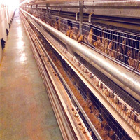 Cage Automatique à Cailles avec Système de Collecte Automatique d'Œufs de Caille pour 100 000 Cailles