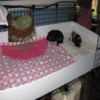 Vente en gros de boîtes de transport pour animaux de compagnie en plastique ondulé pour volailles vivantes Coroplast Corflute Sheets Cobaye House Cage DIY à vendre