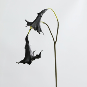 YOPIN-7858 Flor Artificial de Datura <span class=keywords><strong>Stramonium</strong></span> Blanca de Alta Calidad con 2 Cabezas, Tacto Real, de PU, para Centro de Mesa, Decoración de Bodas - Product Image 6