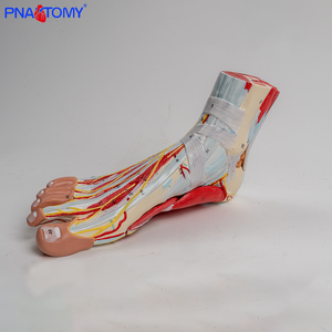Modèle anatomique en neuf parties des ligaments neurovasculaires en plastique du pied <span class=keywords><strong>humain</strong></span> et de la jambe inférieure de l'articulation de la cheville - Product Image 1