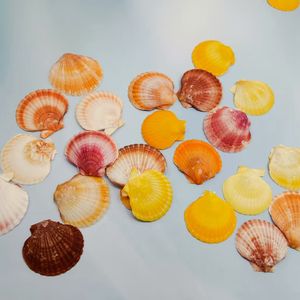 Pequeñas almejas coloridas naturales para manualidades, decoración del hogar - Product Image 2